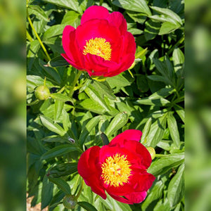 Two crimson Paeonia ‘Scarlet O’Hara’ flowers with bright yellow centres.