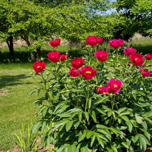 Tall Paeonia ‘Scarlet O’Hara’ stems topped with vivid red flowers in a garden border.