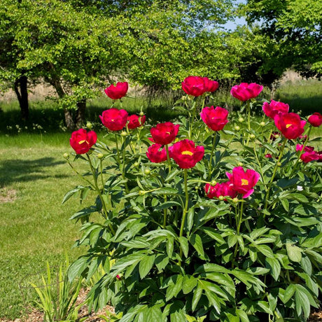 Tall Paeonia ‘Scarlet O’Hara’ stems topped with vivid red flowers in a garden border.