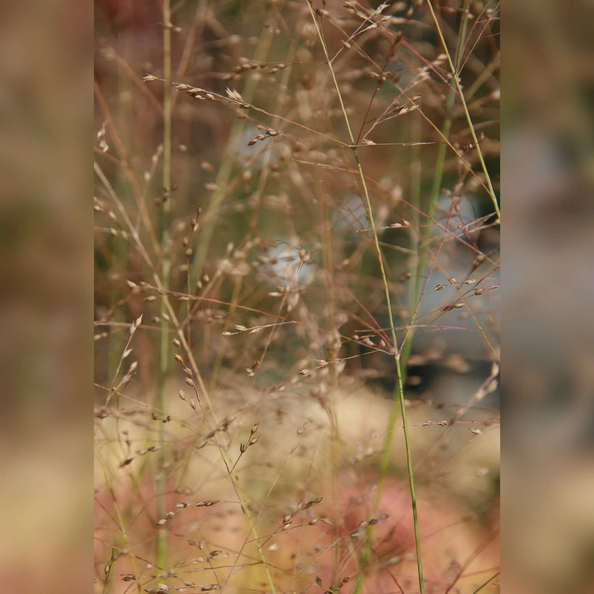 Panicum virgatum ‘Prairie Sky’