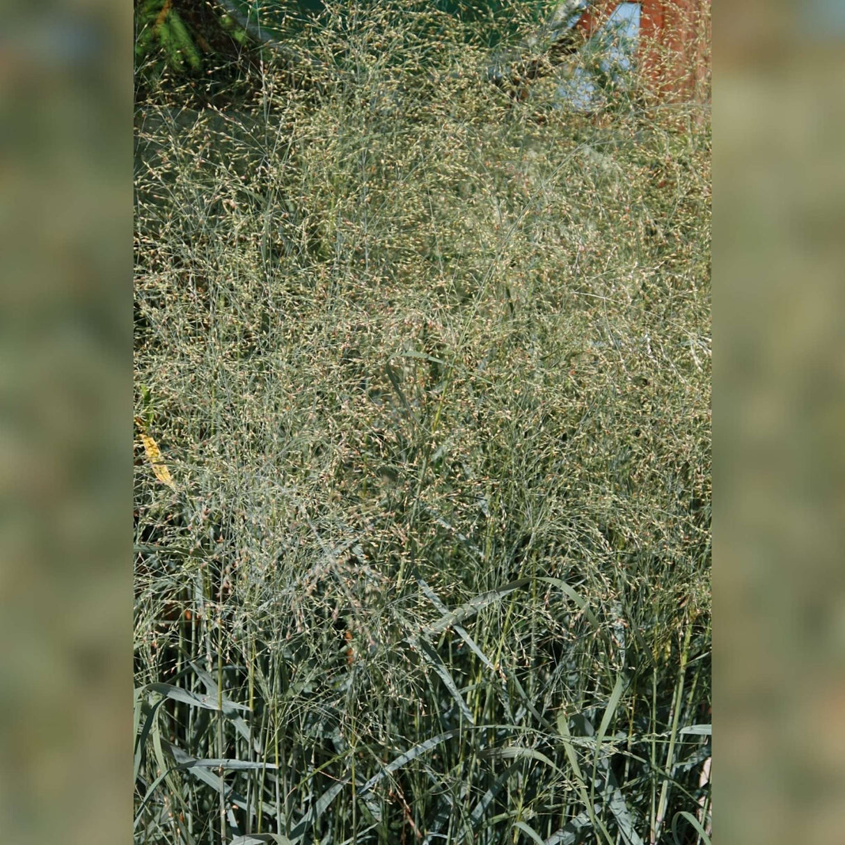 Panicum virgatum ‘Prairie Sky’