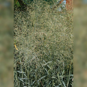Panicum virgatum ‘Prairie Sky’