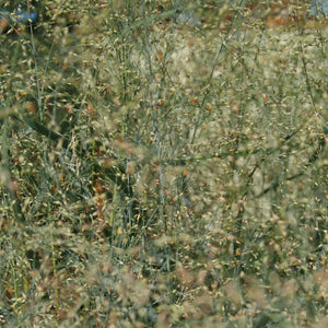 Panicum virgatum ‘Prairie Sky’