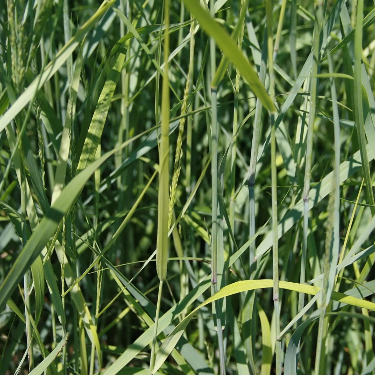 Panicum virgatum ‘Prairie Sky’