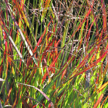 Close-up of Panicum virgatum ‘Shenandoah’ foliage turning vivid red and orange.