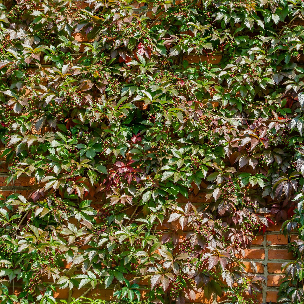 Parthenocissus henryana covering a wall with dense green and burgundy-veined foliage.