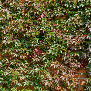 Parthenocissus henryana covering a wall with dense green and burgundy-veined foliage.