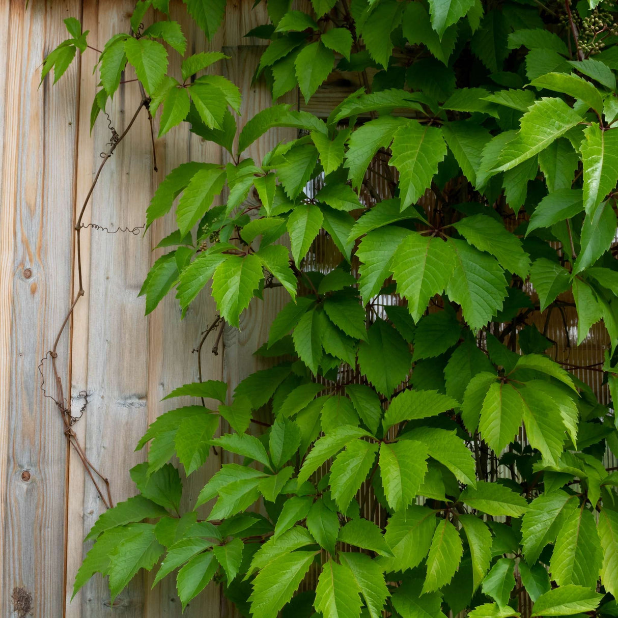 Parthenocissus henryana