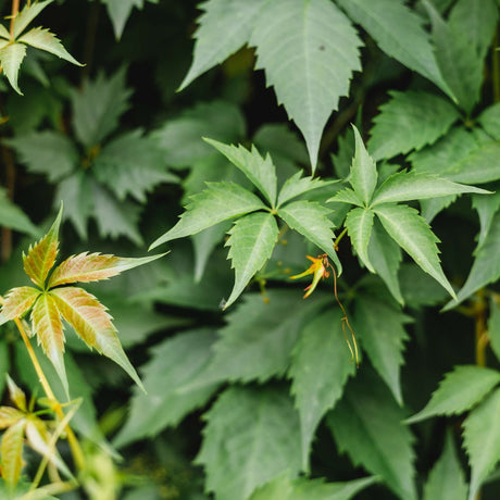 Close-up of five-lobed Parthenocissus henryana leaves with pale silver veins.