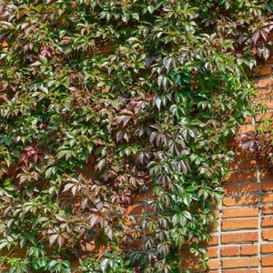 Parthenocissus henryana