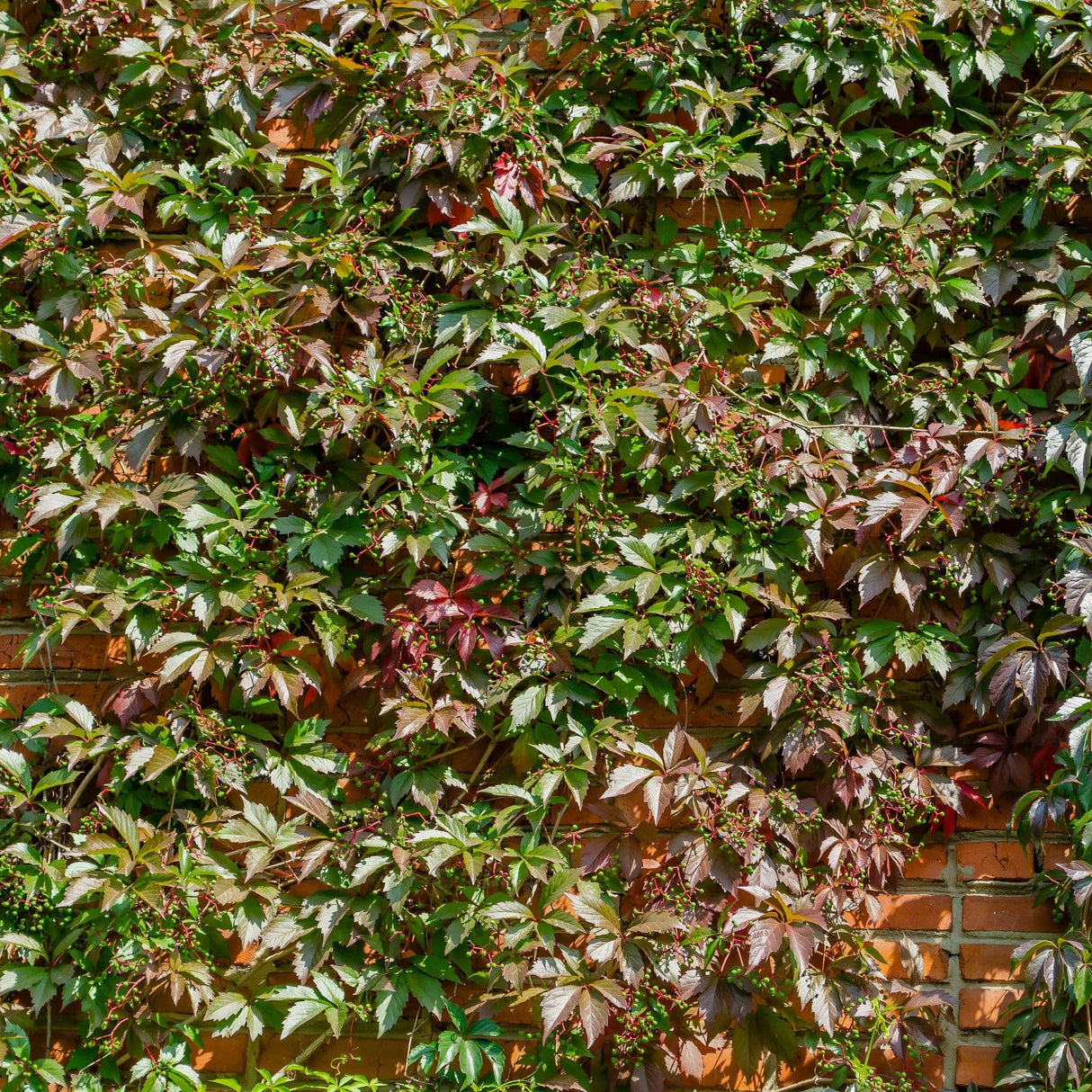 Parthenocissus henryana