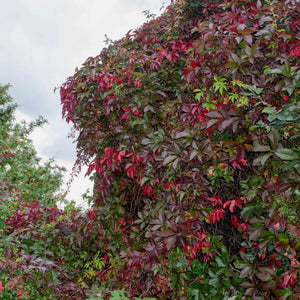 Parthenocissus quinquefolia