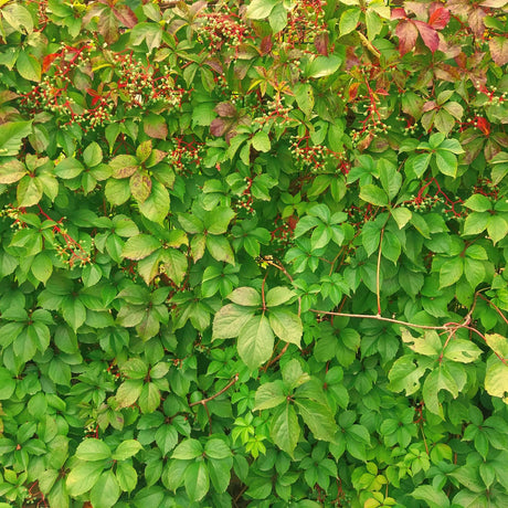 Wall densely covered by green five-leaved Parthenocissus quinquefolia foliage.