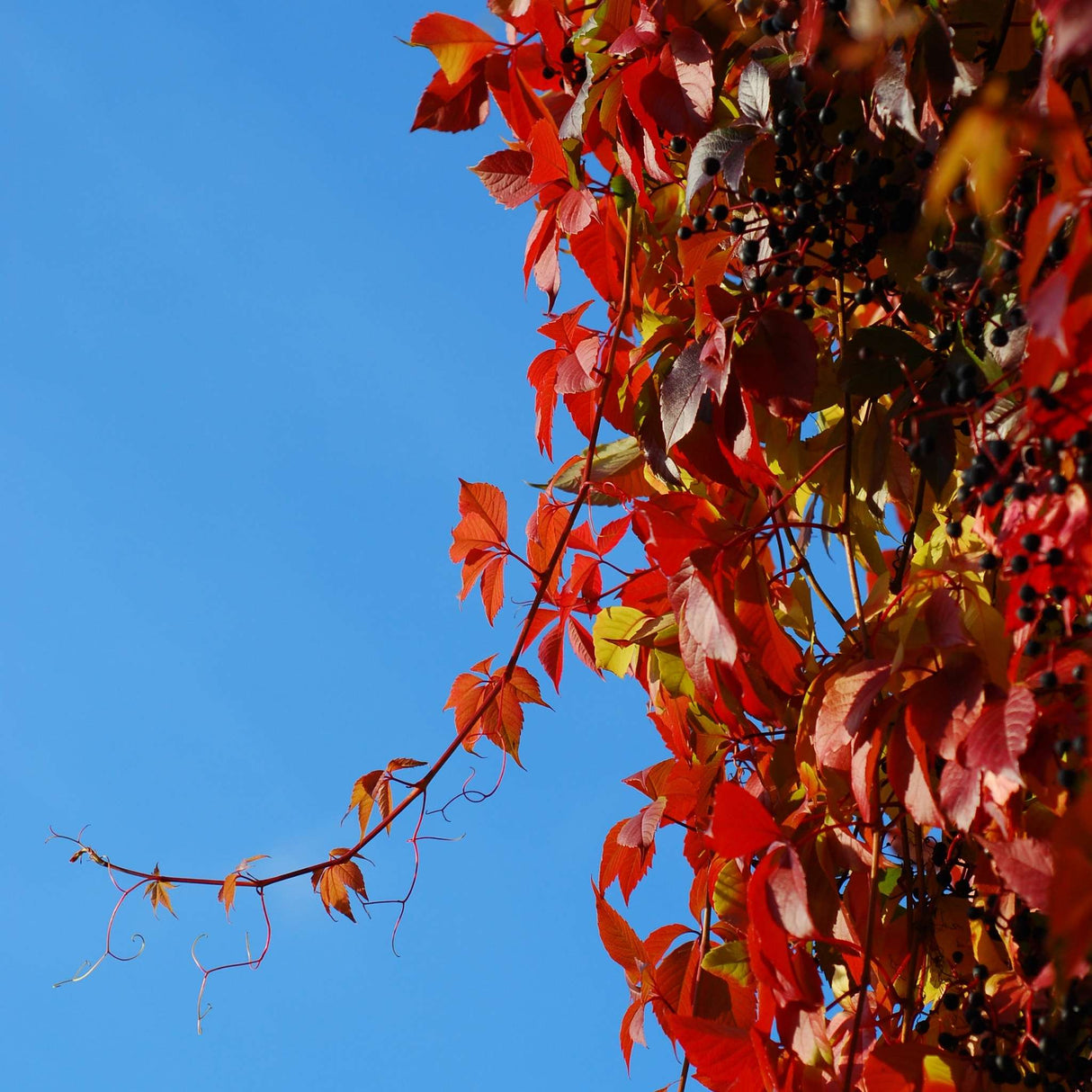 Parthenocissus quinquefolia