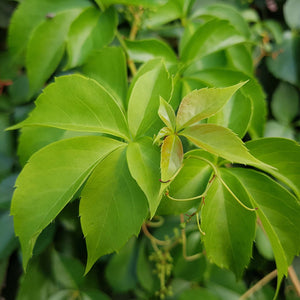 Parthenocissus quinquefolia