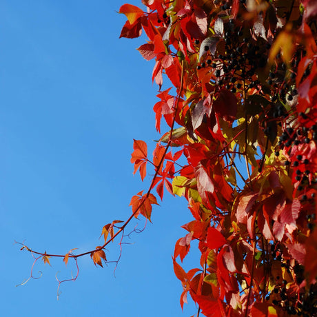 Parthenocissus quinquefolia climbing high with vivid red autumn leaves against a blue sky.