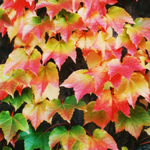 Parthenocissus tricuspidata ‘Veitchii’