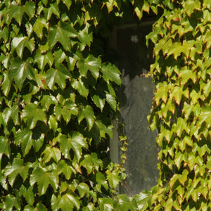 Parthenocissus tricuspidata ‘Veitchii’
