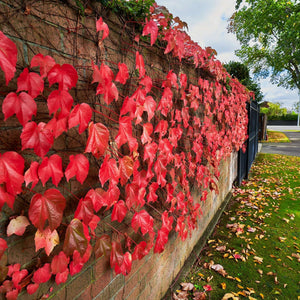 Parthenocissus tricuspidata ‘Veitchii’