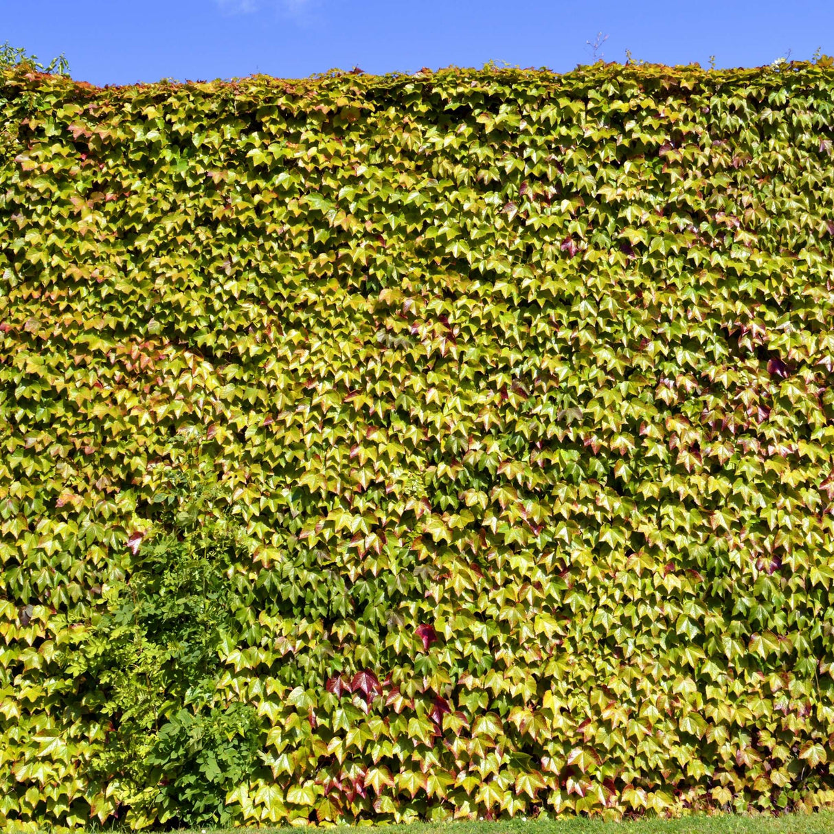 Parthenocissus tricuspidata ‘Veitchii’