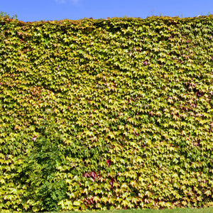 Parthenocissus tricuspidata ‘Veitchii’