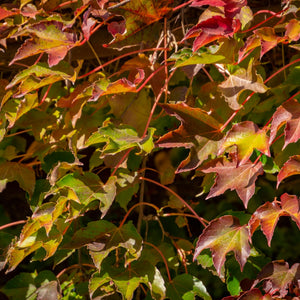 Parthenocissus tricuspidata ‘Veitchii’
