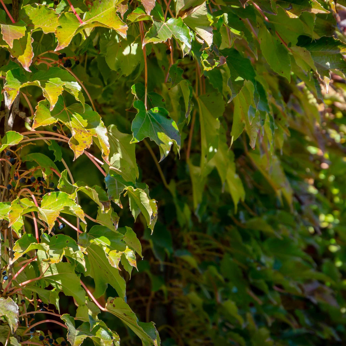 Parthenocissus tricuspidata ‘Veitchii’
