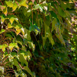 Parthenocissus tricuspidata ‘Veitchii’