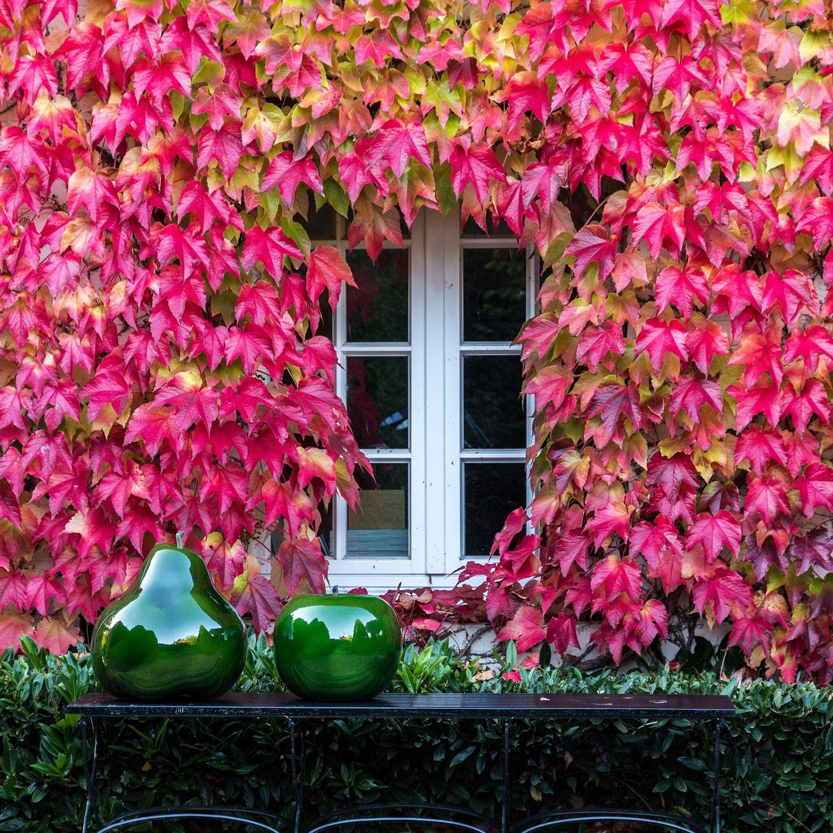 Parthenocissus tricuspidata ‘Veitchii’