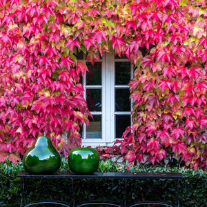 Parthenocissus tricuspidata ‘Veitchii’