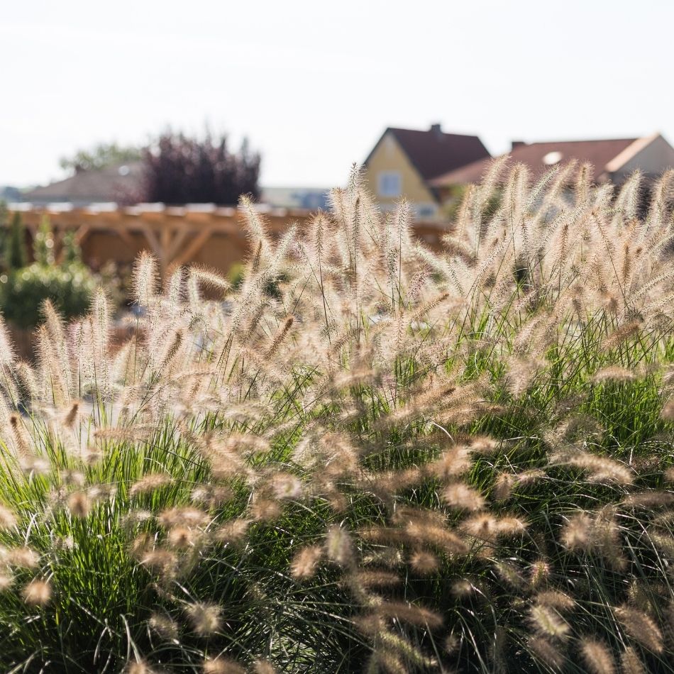 Pennisetum alopecuroides ‘Hameln’