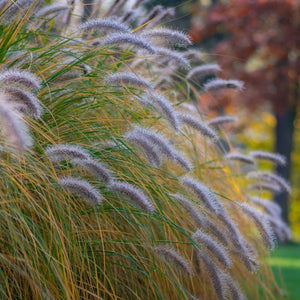 Pennisetum alopecuroides ‘Hameln’