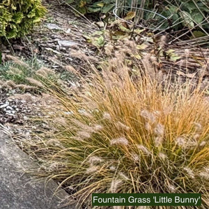 Pennisetum alopecuroides ‘Little Bunny’