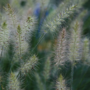Pennisetum alopecuroides ‘Little Bunny’