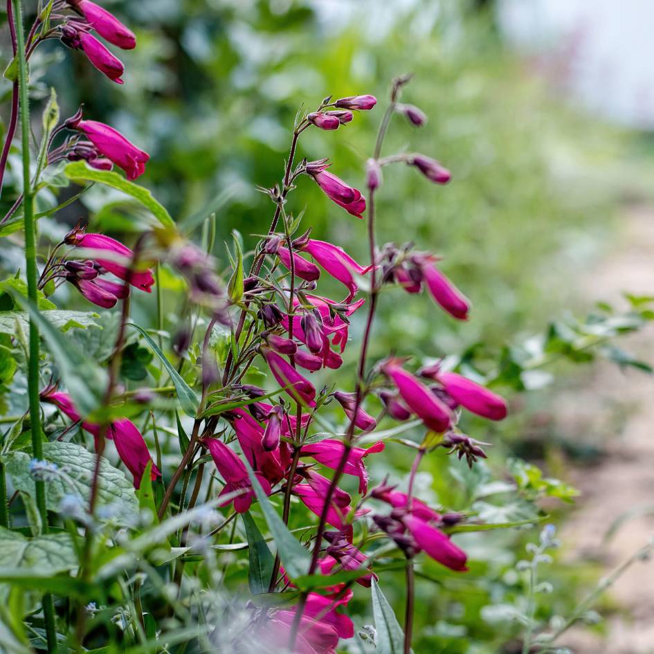 Penstemon ‘Garnet’