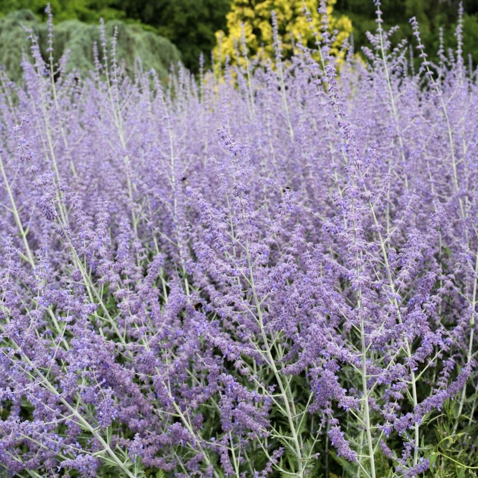 Perovskia atriplicifolia ‘Prime Time’