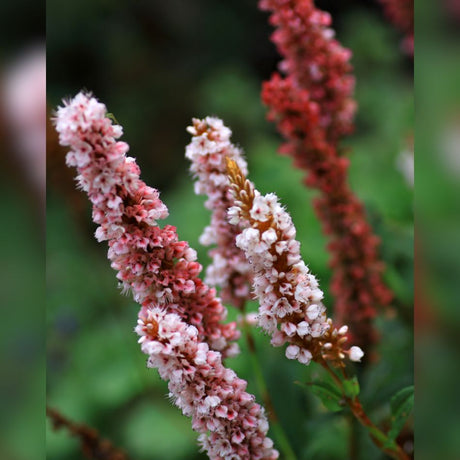 Close-up of paired blush-pink Persicaria ‘Darjeeling Red’ flower spikes.