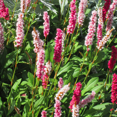 Dense patch of Persicaria ‘Darjeeling Red’ with slender pink-red flower spikes.