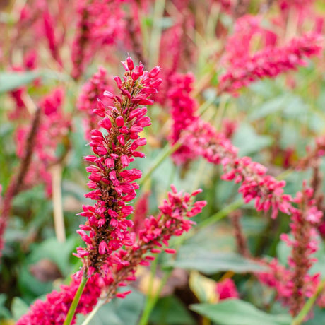 Persicaria amplexicaulis ‘Fat Domino’