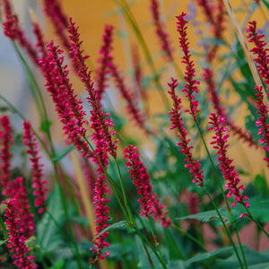 Persicaria amplexicaulis ‘Orange Field’