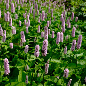 Persicaria bistorta ‘Superba’