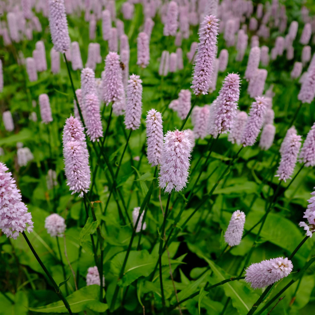 Persicaria bistorta ‘Superba’