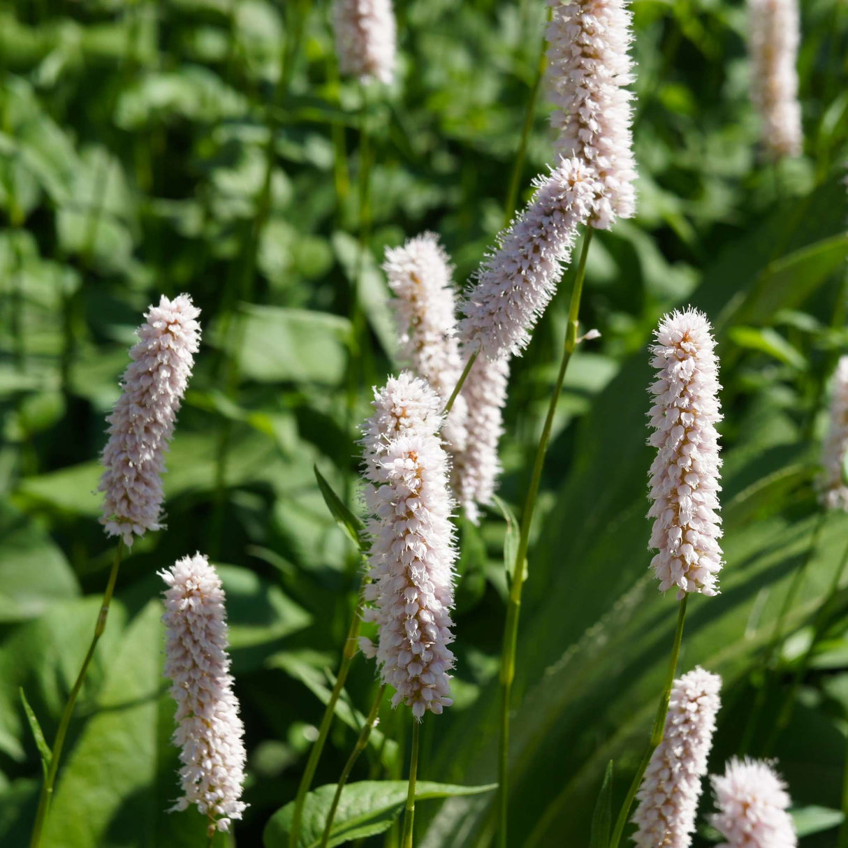 Persicaria bistorta ‘Superba’