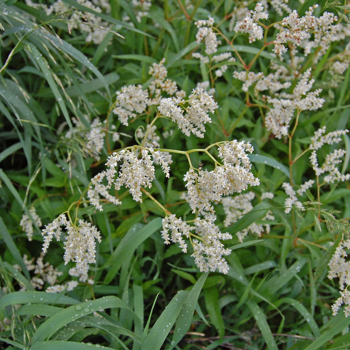 Persicaria polymorpha