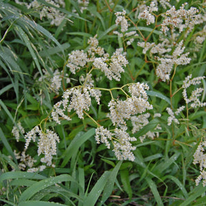 Persicaria polymorpha