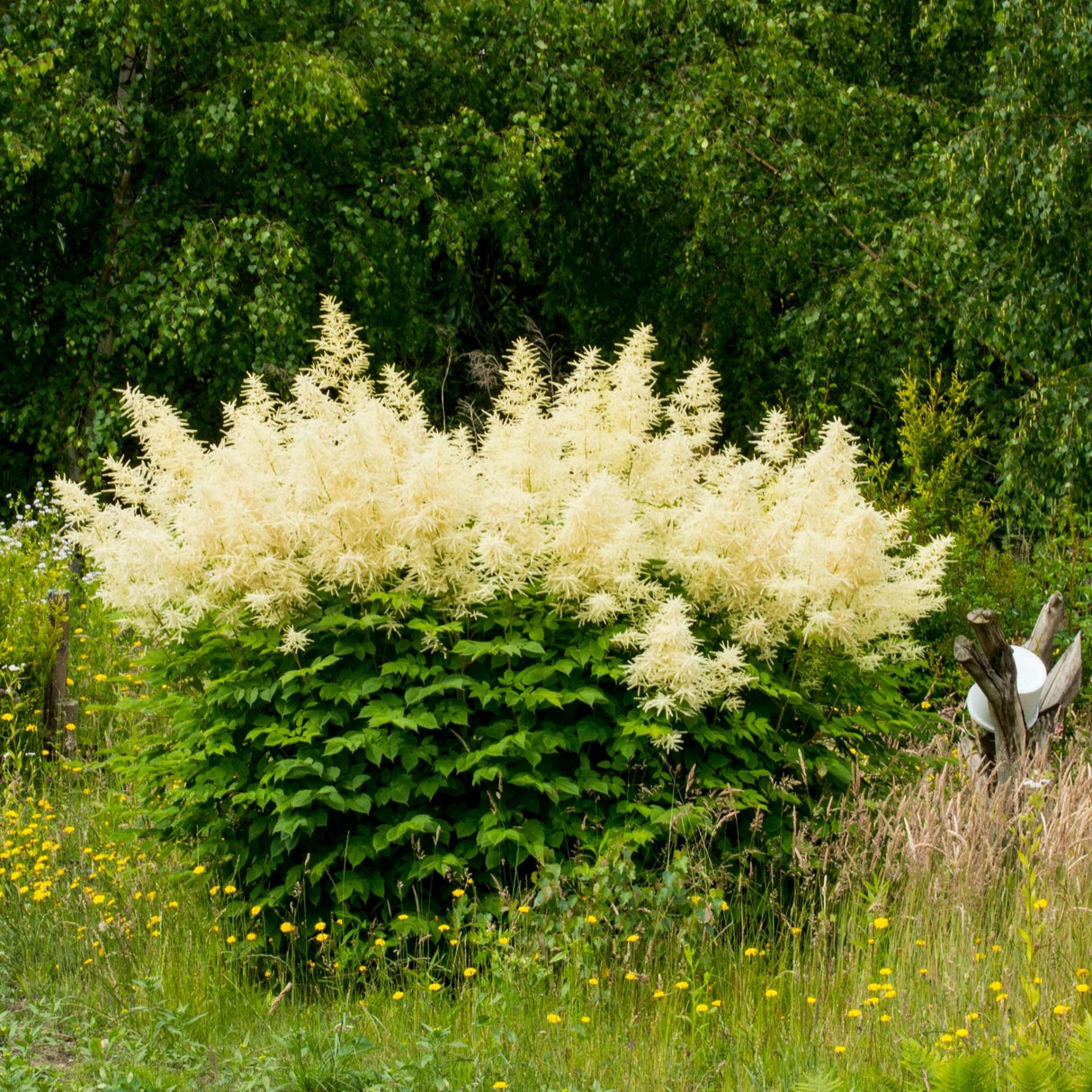 Persicaria polymorpha
