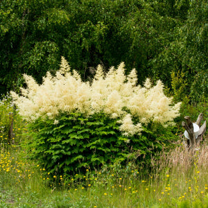 Persicaria polymorpha