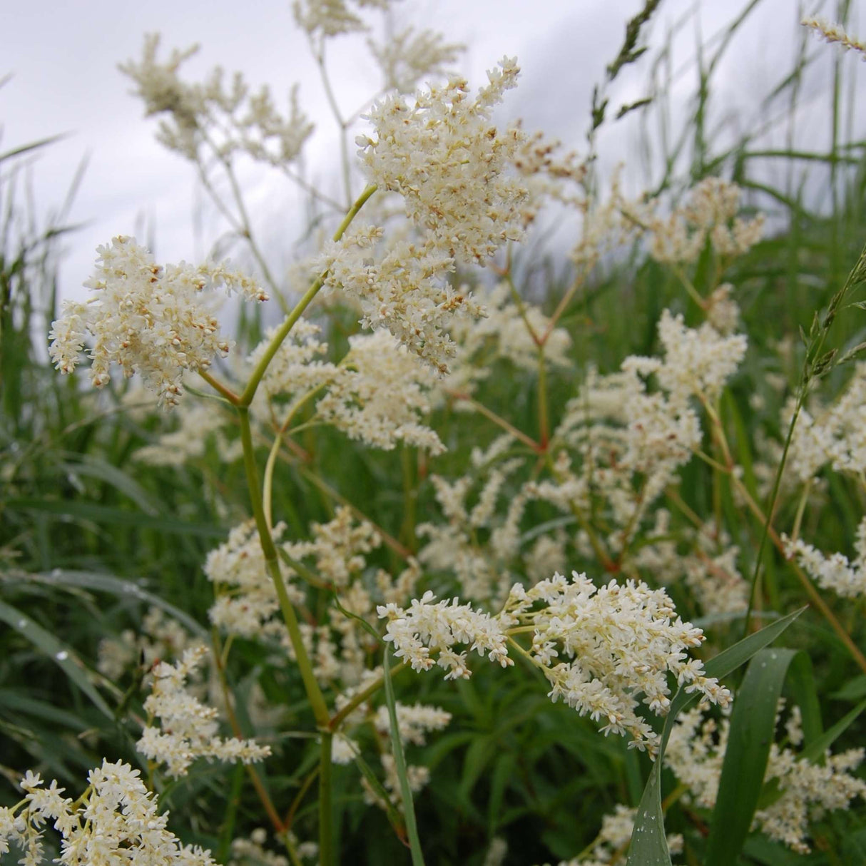 Persicaria polymorpha