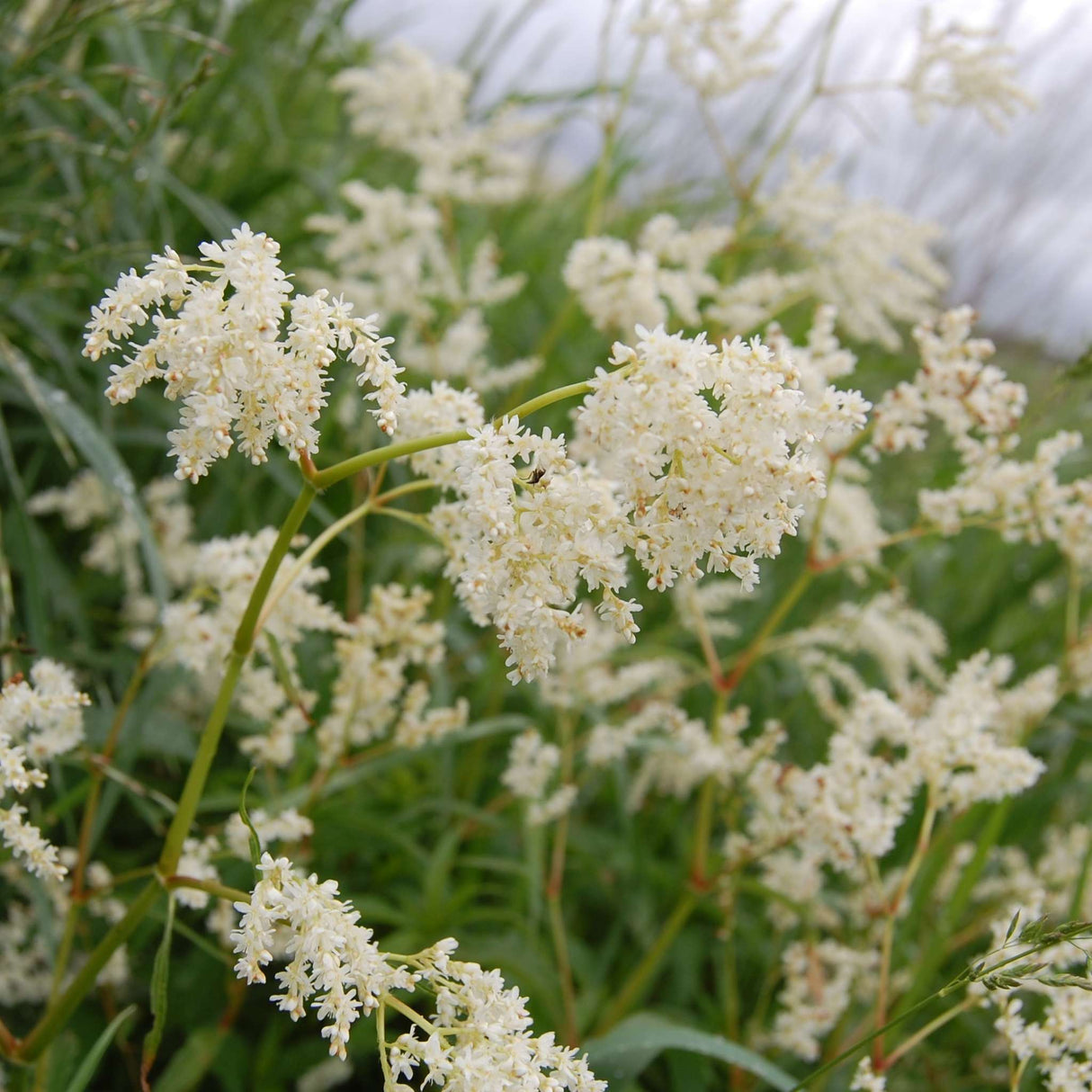 Persicaria polymorpha