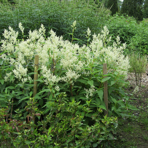 Persicaria polymorpha